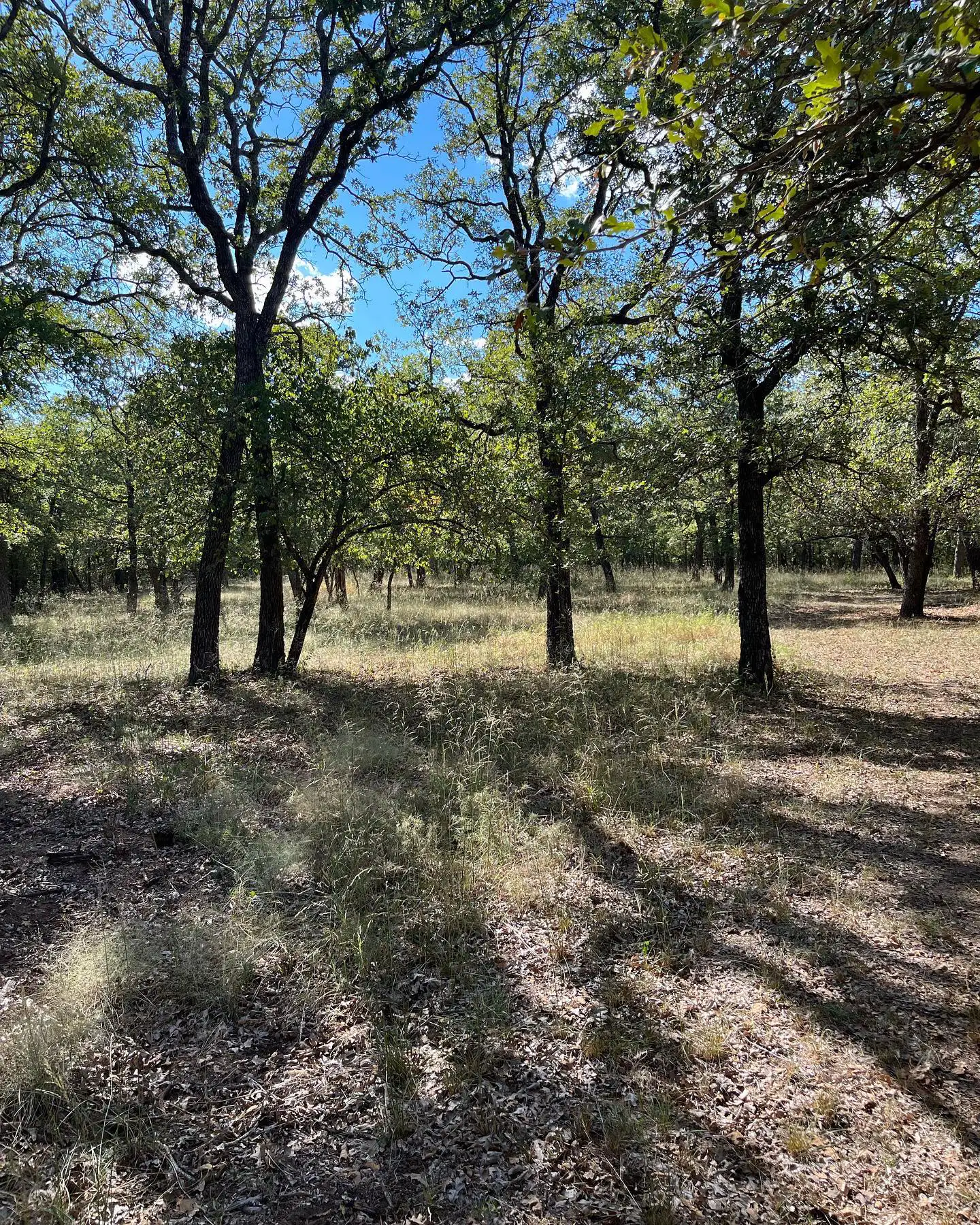 Post oak grove on Oak Grove Ranch, Alvord, Texas